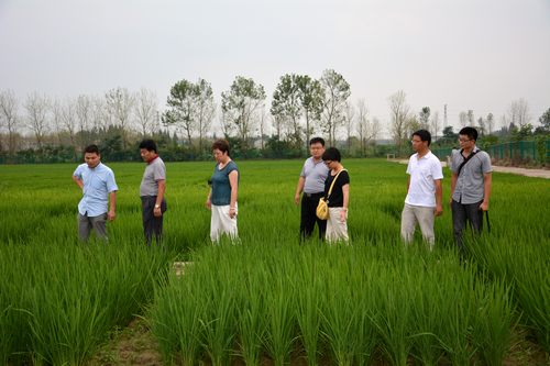 最新图片文章：上海崇明县农技推广中心来院考察学习水稻种子处理剂研究进展